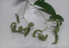 Heliotropium sarmentosum