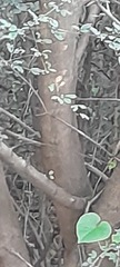 Vachellia nilotica