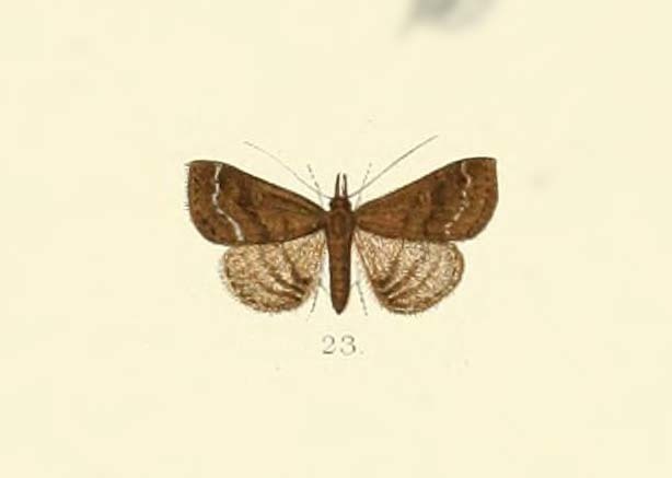 Naarda notata