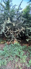 Magnoliopsida