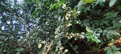 Magnoliopsida