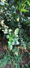 Magnoliopsida