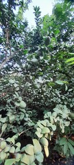 Magnoliopsida