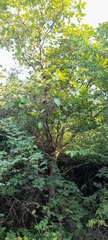 Corylus avellana