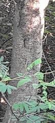 Corylus avellana