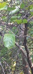Corylus avellana