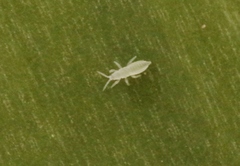 Ankothrips yuccae