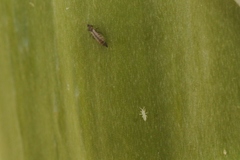 Ankothrips yuccae