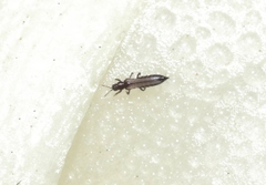 Ankothrips yuccae