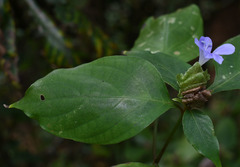 Barleria strigosa
