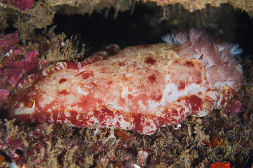 Hexabranchus sandwichensis