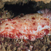 Hexabranchus sandwichensis - Photo (c) David R, some rights reserved (CC BY-NC), uploaded by David R