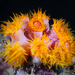 Orange Cup Coral - Photo (c) David R, some rights reserved (CC BY-NC), uploaded by David R