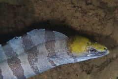 Gymnothorax rueppelliae