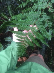Cyathea smithii