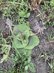 Ledebouria ovatifolia