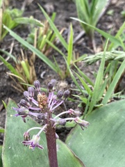 Ledebouria ovatifolia