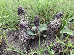 Ledebouria ovatifolia