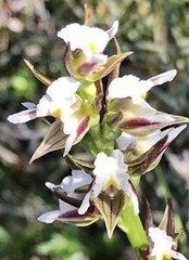 Prasophyllum odoratum