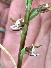 Prasophyllum odoratum
