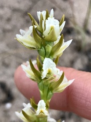 Prasophyllum odoratum