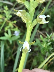 Prasophyllum odoratum