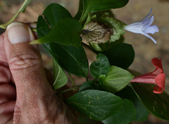 Barleria strigosa