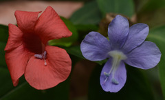 Barleria strigosa