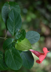 Barleria strigosa