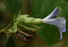 Barleria strigosa