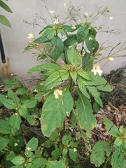 Impatiens parviflora