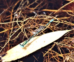 Austroagrion exclamationis