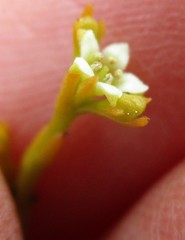 Centella virgata virgata