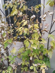 Acer negundo