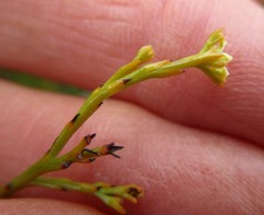 Centella virgata virgata