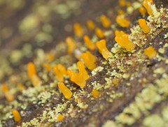 Calocera australis