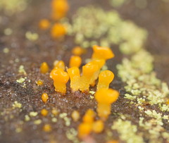 Calocera australis