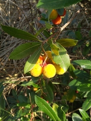 Arbutus unedo