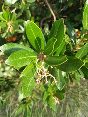 Arbutus unedo