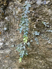 Metrosideros colensoi