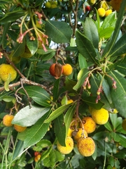 Arbutus unedo