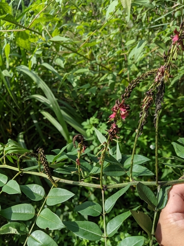 Indigofera zollingeriana iNat (1)