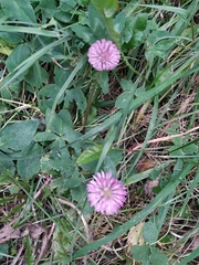 Trifolium pratense
