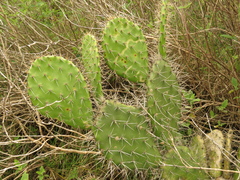 Opuntia