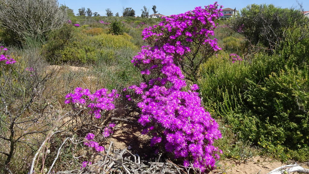 Mesembryanthemum oculatum N.E.Br.