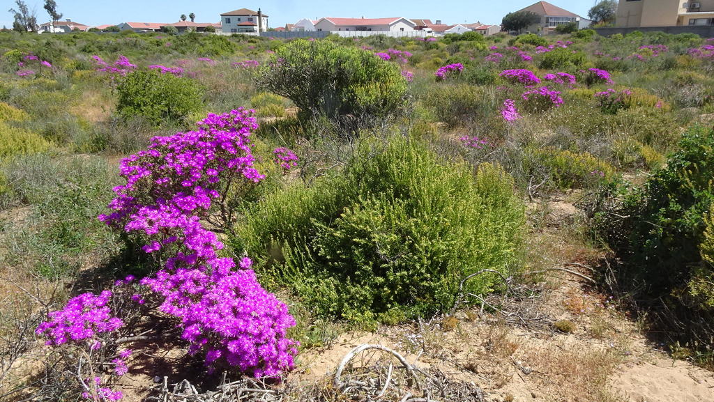 Mesembryanthemum oculatum N.E.Br. 2