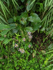 Tricyrtis lasiocarpa