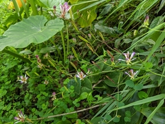 Tricyrtis lasiocarpa