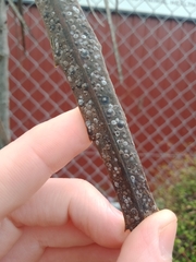 Quadraspidiotus perniciosus