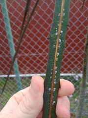 Quadraspidiotus perniciosus